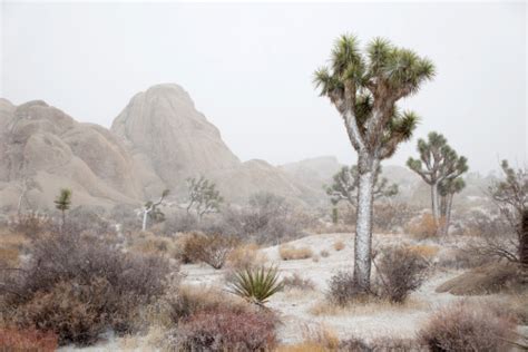 Blizzard In Mojave Desert Joshua Tree National Park California Stock