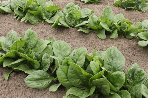 10 Common Spinach Growing Mistakes And Solutions Gardening Channel