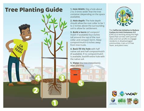 Tree Care Guide And Tips Invest From The Ground Up