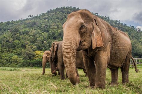 Elephant Tourism Is Way More Complex Than You'd Imagine: The Thailand Example
