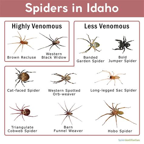 The Most Common Spiders In Idaho Nature Blog Network