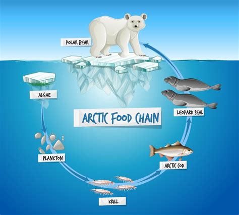 concept de diagramme de chaîne alimentaire arctique 2046785 Art