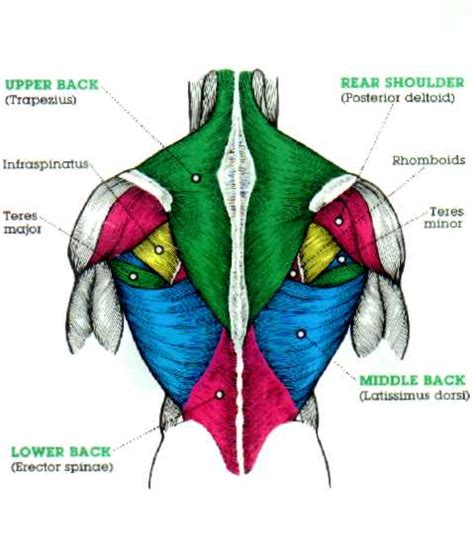 Anatomical diagram showing a back view of muscles in the human body. Trapezius Exercise - Shrugs | No Excuses Health