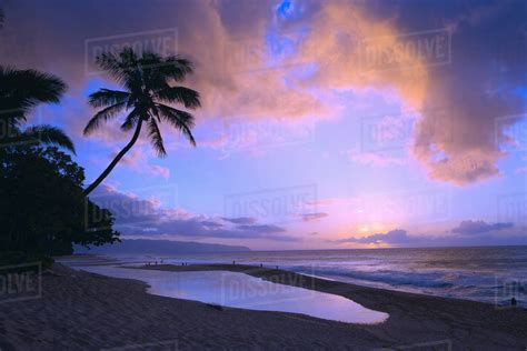 Hawaii Purple Sunset Beach Amazon Com Purple Sunset Beach Palm Tree