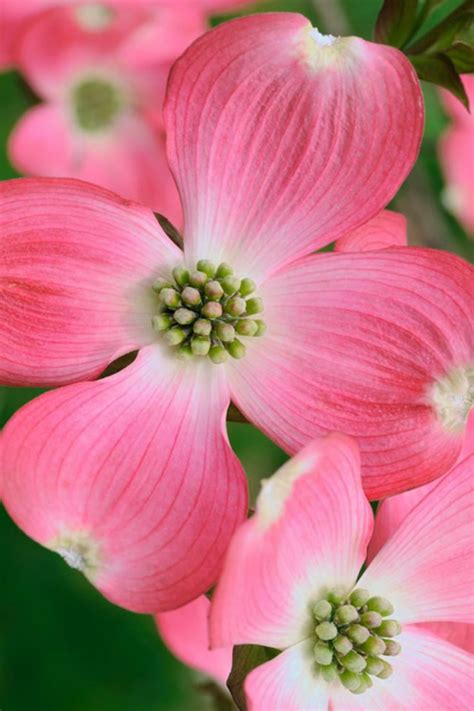 In late summer, the vibrant flowers give way to bright red berries and in fall the. Buy Red Flowering Dogwood Tree - FREE SHIPPING - Cornus ...