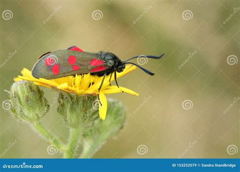 A Pretty Six Spot Burnet Moth Zygaena Filipendulae Perched On A