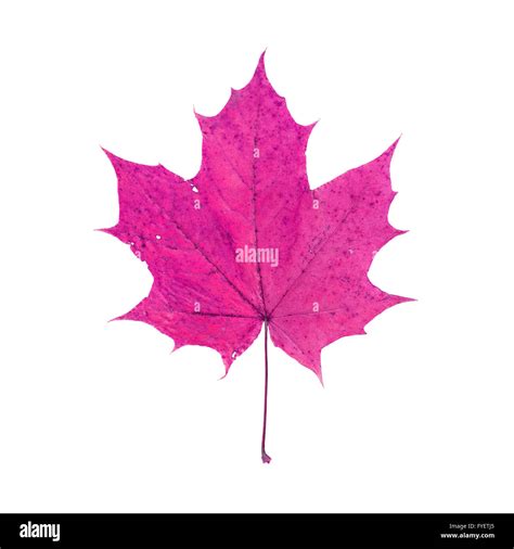 Pink Maple Leaf Isolated On White Background Stock Photo Alamy