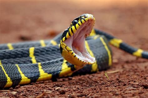 Premium Photo Boiga Dendrophila Yellow Ring Snakes