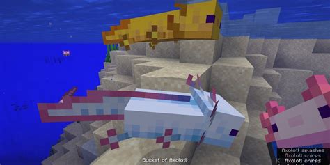 Minecraft Everything You Need To Know About Axolotls