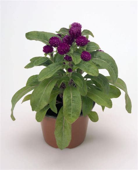 Gomphrena Buddy Purple Flower Seeds —