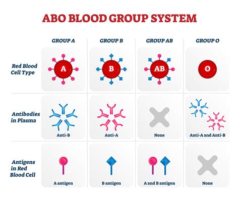 11 Blood Type B Antigens And Antibodies Background Blood Type