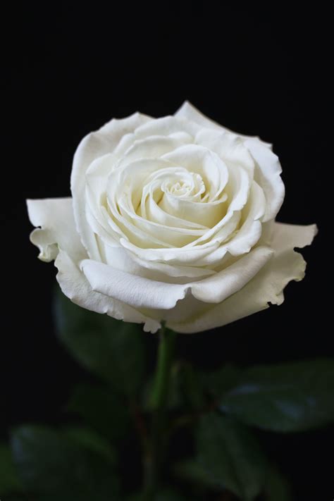 Playa Blanca White Roses Rose Varieties Bridal Bouquet