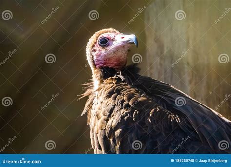 Hooded Vulture With Its Face In Closeup Critically Endangered