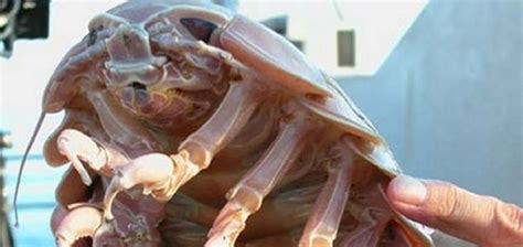 New Species Of Deep Sea Isopod Discovered Unexplained Mysteries