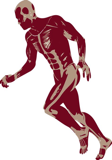 Body Muscles Png Photos Png Mart