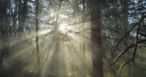 Sunlight Through Tree In Morningsun Beams Through Treecloseup Of Sun