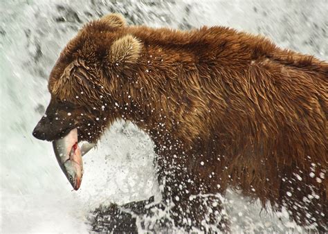 The Bears Of Brooks Falls Alaska Audley Travel