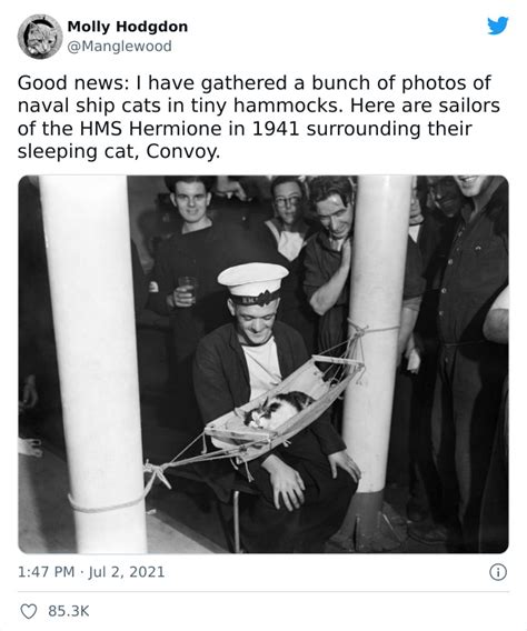 This Twitter Thread Goes Viral For Revealing How Naval Ship Cats Used