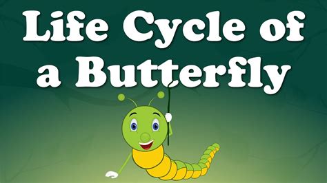 Life cycle of a butterfly read the very hungry caterpillar to the class. Life Cycle of a Butterfly | #aumsum #kids #education # ...