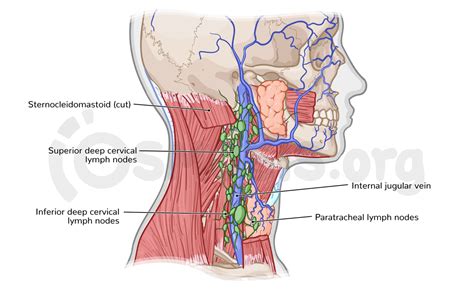 Lymph Node Back Of Neck Anatomy Head Anatomy Superficial Lymph Nodes The Best Porn Website