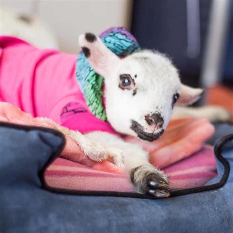 Cuddly Goat Runs Around In Wheelchair At Wildlife Sanctuary Cbs New York