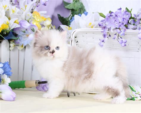Himalayan Kittenspre Loved Persian Kittens For Sale 660 292 2222