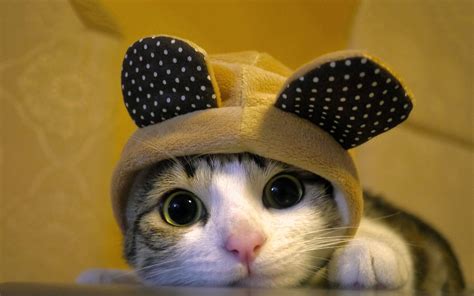 Tổng Hợp 80 Hình ảnh Mèo Cute Anime Tuyệt Vời Nhất Go Ahead