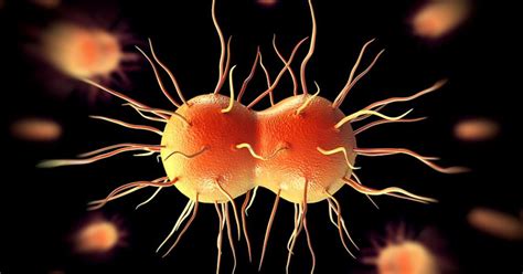 Oral Sex Spreading Unstoppable Bacteria