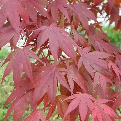 Acer Palmatum Atropurpureum Japanese Maple Deciduous Garden Plant