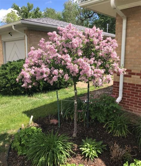 Plant it lining a walkway, under windows, as a low hedge, or it is not necessary to prune bloomerang lilac in order for it to rebloom. My Dwarf Korean Lilac Tree put on a show this year. # ...
