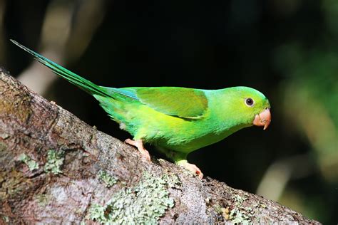 Parakeet Budgie Parrot Bird Tropical 60  Wallpaper
