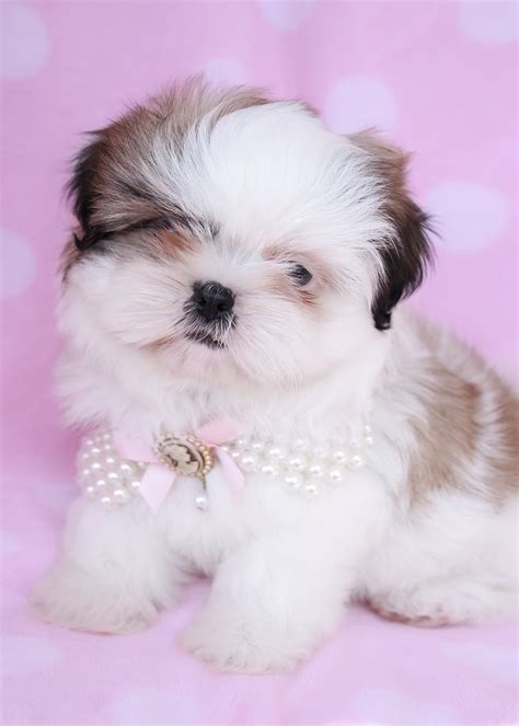 Shih Tzu Puppy For Sale at TeaCups Puppies South Florida | Teacups, Puppies & Boutique