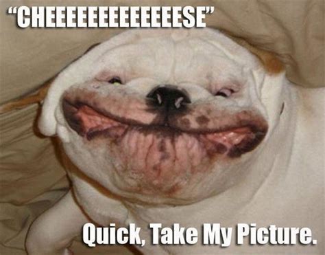 Funny Photos Of Animals Meme