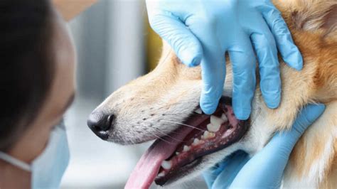 3 Types Of Tumors Often Found On A Dogs Lips