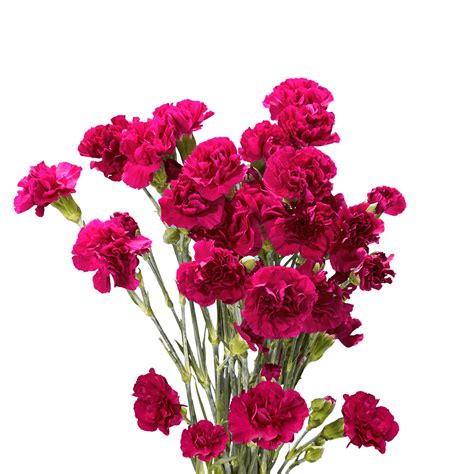 100 Stems Of Purple Spray Carnations Beautiful Fresh Cut Flowers
