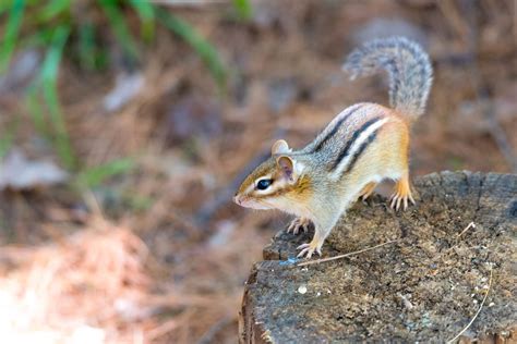 How To Get Rid Of Chipmunks The Ultimate Guide For 2023