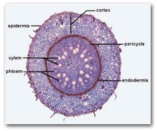 Vector diagram for educational, biological, and scientific use. Lab 4: Root Structure - Biology 3000 with Rashotte at ...