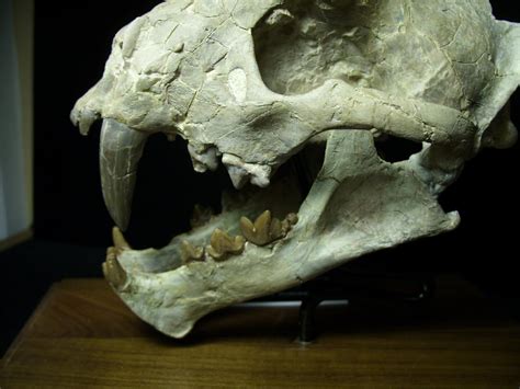 It was rougher and there was no differentiation between bone and teeth. Saber Tooth Cat Skull (092920k).....ON HOLD for Avery till ...