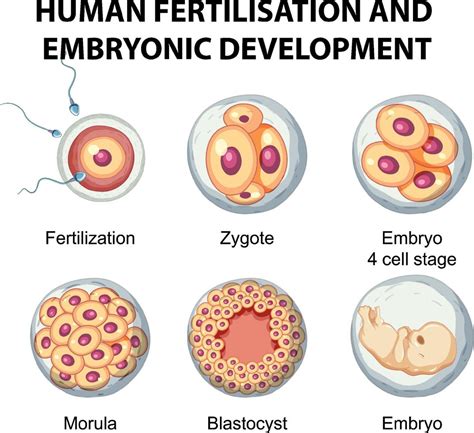 Human Fertilisation And Embryonic Development In Human Infographic