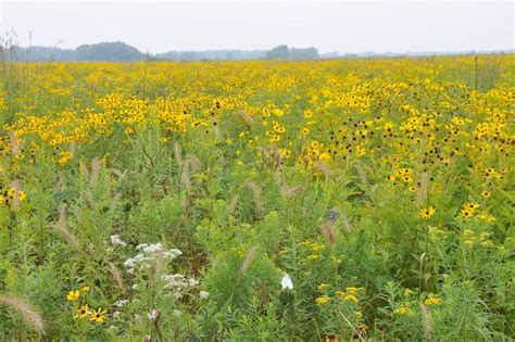 Midewin National Tallgrass Prairie — The Wetlands Initiative