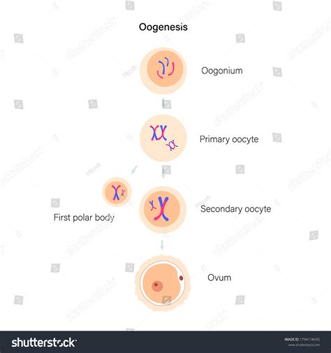Oogenesis Cell Division Diploid Cells Dna Stock Vector Royalty Free