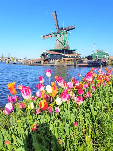 Overviewing millions of visitors each year, keukenhof is one of the largest flower gardens in the world located in the town lisse of south holland, netherlands. Private Keukenhof & Countryside Tour from Amsterdam ...