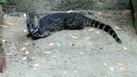 Sri Lanka Civet Viverricula Indica උරුලෑවා Urulewa Youtube
