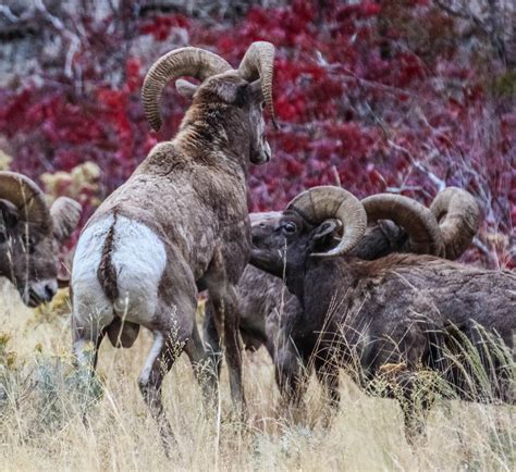Cannundrums Rocky Mountain Bighorn Sheep Washington