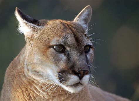 The cougar (puma concolor) is a large cat of the subfamily felinae. Coyotes, Cougars And Bears - Oh My! When Nature Comes ...