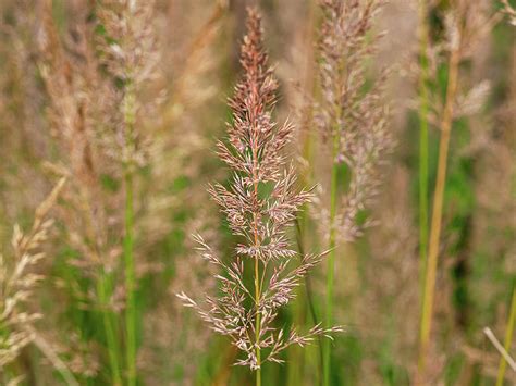 Korean Feather Reed Grass Photograph By Angie C Pixels