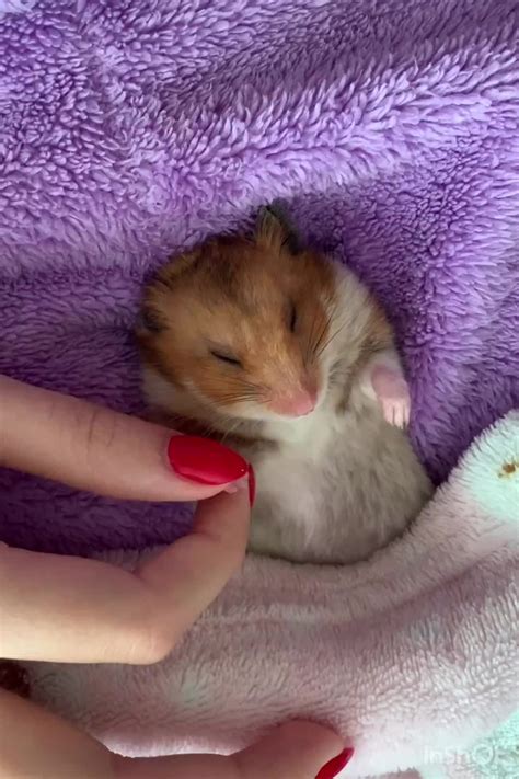 Sleeping Hamster Gently Gets Tucked Into Bed