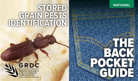 Pests of stored grains and their management. Stored Grain Pests Identification - The Back Pocket Guide ...
