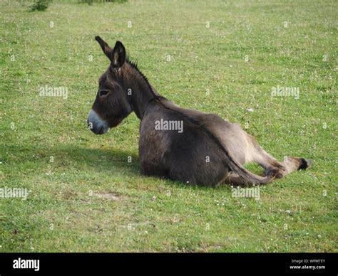 Donkey Resting Hi Res Stock Photography And Images Alamy