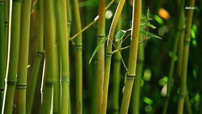 Bamboo Wallpapers Background 1366